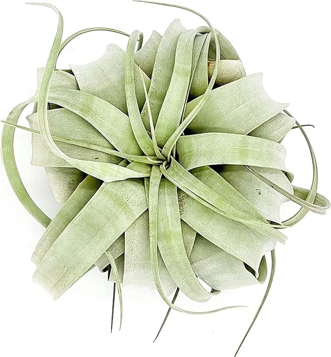ragnaroc Air Plants - Tillandsia Xerographica, Large 5-7” - 10ct - Live Arrival Gauranteed - House Plants for Home Decor & Gift