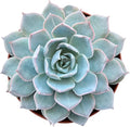 Sprout N Green 4" Echeveria Desmetiana De Smelt, 1-Pack Live Rare Succulent Potted, Real House Plant for Party Favors Home Indoor Outdoor Garden Wedding Decoration DIY Projects
