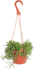 Shop Succulents Ruby Necklace Hanging Succulent, Othonna Capensis, Fully Rooted Live 6" Succulent Plant with Hanger, Low Maintenance Indoor Plant, Trailing Succulents, Gift & Garden