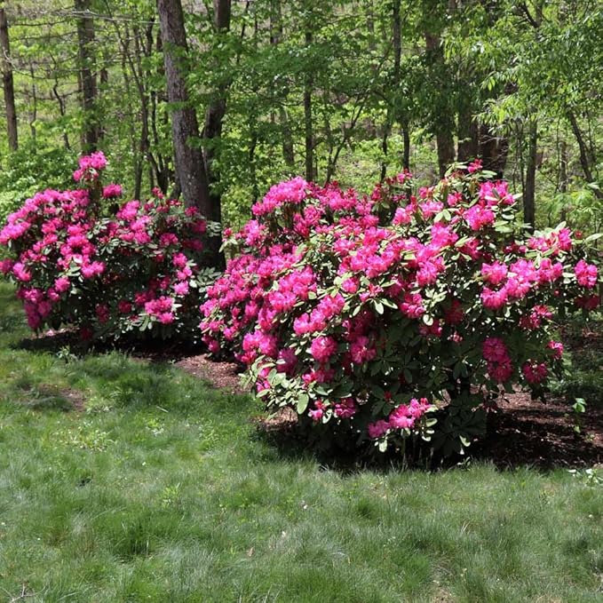 Brighter Blooms - Red Rhododendron Shrub, 1 Gallon - No Shipping to AK, AZ, HI
