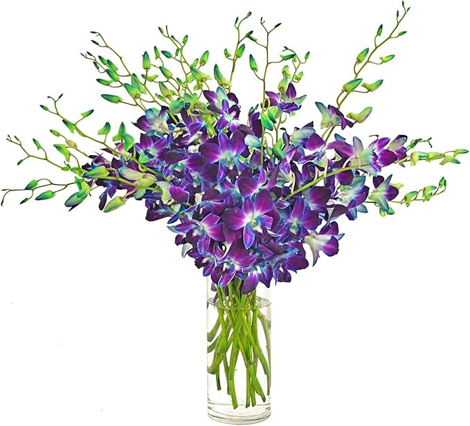 eflowerwholesale - Premium Cut Purple Orchids (Support Small Business) (Blue, 20 Stems with Vase)