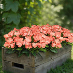 CITYES 4 Pcs Artificial Flowers Outdoor Impatiens UV Resistant Fake Silk Impatiens Flowers Orange Faux Flowers Impatiens Bushes Artificial Impatiens for Outdoor Planter Pot Hanging Basket Porch Decor