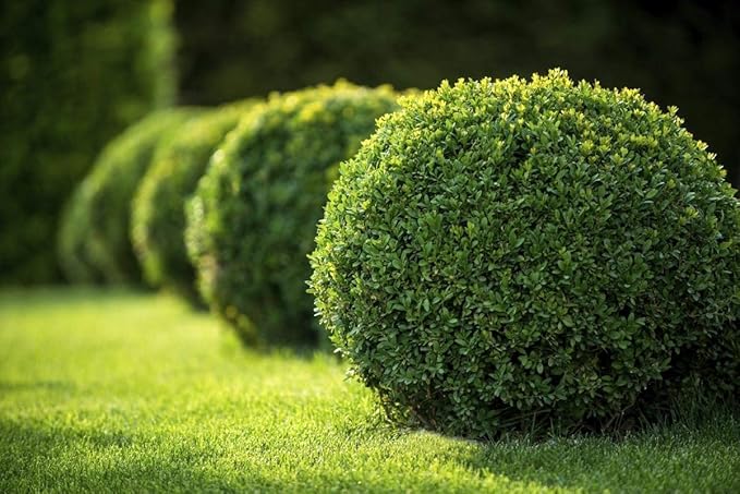 Japanese Boxwood - 10 Live Plants - 2" Pot Size - Buxus Microphylla - Fast Growing Cold Hardy Formal Evergreen Shrub