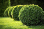 Japanese Boxwood - 10 Live Plants - 2" Pot Size - Buxus Microphylla - Fast Growing Cold Hardy Formal Evergreen Shrub