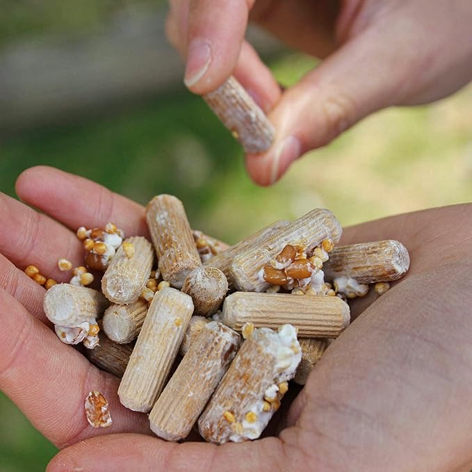North Spore Organic Shiitake (100 ct) Mushroom Plugs for Logs | Premium Quality Mushroom Plug Spawn | Handmade in Maine, USA | Grow Gourmet Mushrooms Outdoors on Logs | Lentinula edodes