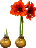 Waxed Amaryllis Bulb 2-Pack – Gold Wax with Red Blooms – Live Holiday Gift Plant, Easy Care, No Watering Needed