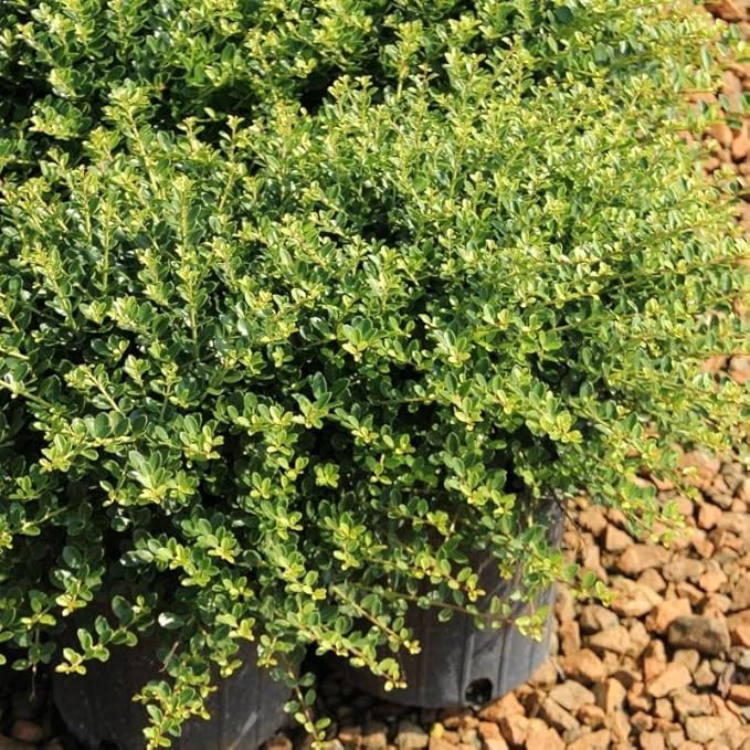 RedCrocus Compacta Japanese Holly Ilex crenata- Evergreen Shrub for Borders & Containers, Pet Safe, Deer Resistant, Low Maintenance, Fine Foliage 3 Gallon