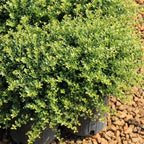 RedCrocus Compacta Japanese Holly Ilex crenata- Evergreen Shrub for Borders & Containers, Pet Safe, Deer Resistant, Low Maintenance, Fine Foliage 3 Gallon