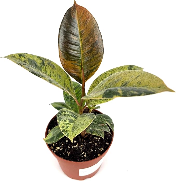 Ficus Shivereana Moonshine Live Potted House Plant, Air Purifying, Green, Orange, Yellow Color, 4 Inch Pot, Indoor