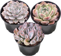 Sprout N Green Pink Succulents Collection, 3 Live Succulent Plant Fully Rooted in 2 inch Starter Pot, Home Office Indoor Outdoor Wedding Decoration DIY Projects Party Favor