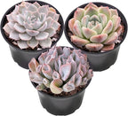 Sprout N Green Pink Succulents Collection, 3 Live Succulent Plant Fully Rooted in 2 inch Starter Pot, Home Office Indoor Outdoor Wedding Decoration DIY Projects Party Favor