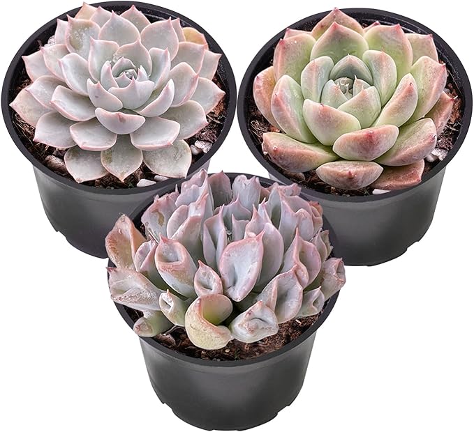 Sprout N Green Pink Succulents Collection, 3 Live Succulent Plant Fully Rooted in 2 inch Starter Pot, Home Office Indoor Outdoor Wedding Decoration DIY Projects Party Favor