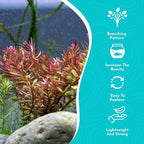 Rotala Rotundifolia RED Live Aquarium Plant - Fast Growing - Small Round Leaves - Mid-Ground Positioning - All Natural & Organic Aquatic Plant - Long Lasting & Easy to Care