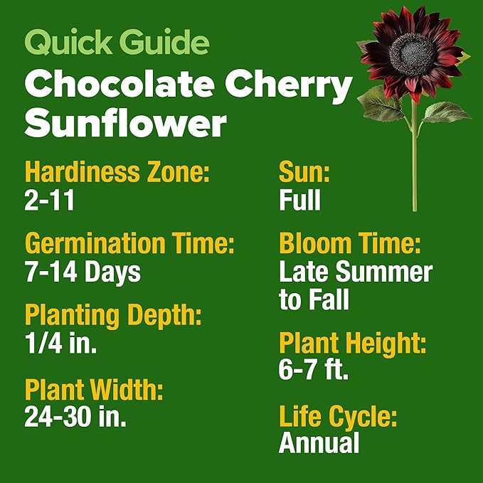 HOME GROWN Chocolate Cherry Sunflower Seeds 75 Heirloom Seeds for Planting Burgundy Sunflowers Tall Flower for Garden, Pollinators, Butterflies (Helianthus annuus)