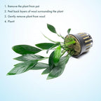 SubstrateSource Anubias Live Aquarium Plants - Potted Freshwater Plant for Fish Tanks, Terrariums - Beginner Friendly Low Light (Congensis, 5 Pots)