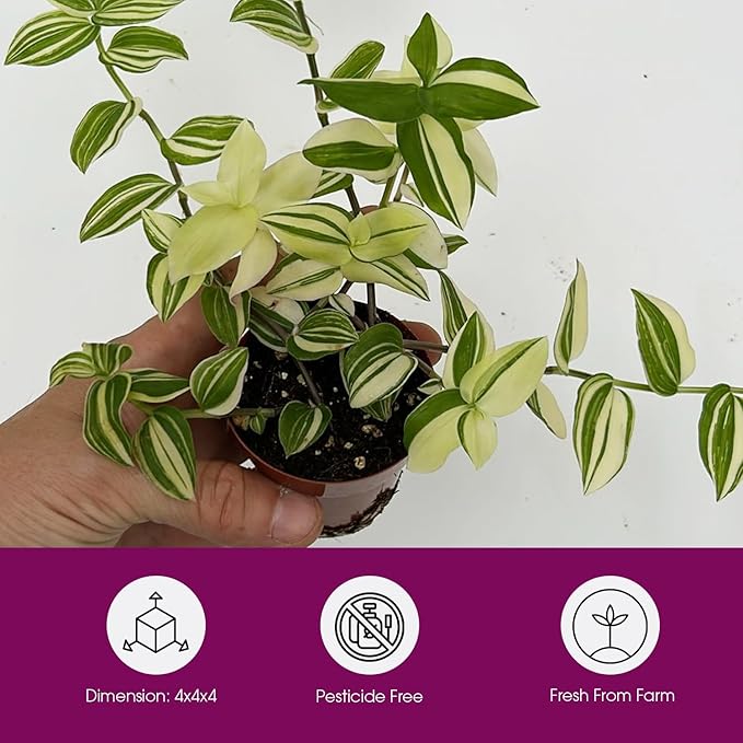 Tradescantia Fluminensis Live Plant - Variegated Wandering Jew - Small Leaf Spiderwort Ideal for Home & Office Decor - Low Maintenance Easy to Grow and Maintain Air Purifying Houseplant