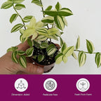 Tradescantia Fluminensis Live Plant - Variegated Wandering Jew - Small Leaf Spiderwort Ideal for Home & Office Decor - Low Maintenance Easy to Grow and Maintain Air Purifying Houseplant