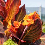 10 Tropicana Canna Lily Seeds - Exotic Foliage Perennial Flower for Home Garden Yard Planting