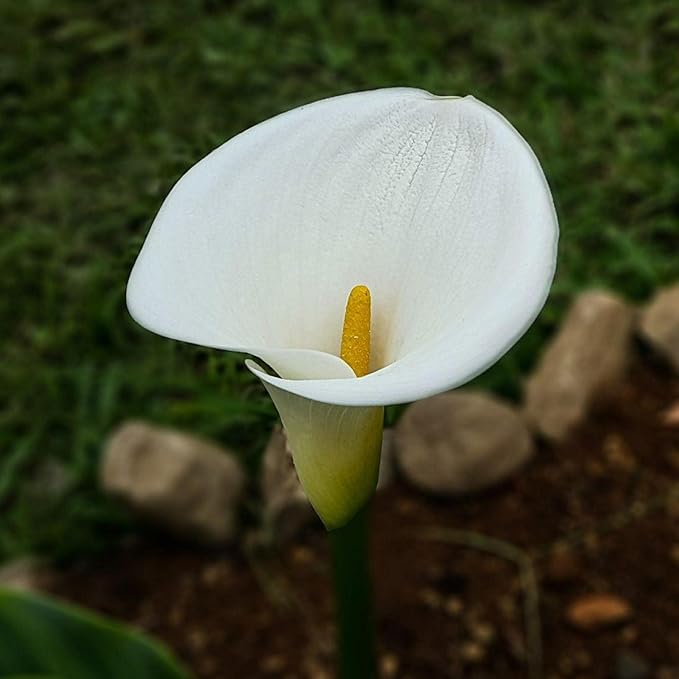 Calla Lily, a Great Live Pond Plant for Your Water Garden. Filters koi and Goldfish Ponds. Good for Bogs, Plant Shelf or Shallow Water This marginal Aquatic is a Real Beauty