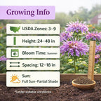 3000+ Bee Balm Seeds for Planting - Wild Bergamot, Bee Balm Perennial Open Pollinated, Monarda fistulosa Wildflower Seeds for Outdoor Garden Borders & Native Beds