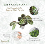 Live Plant, Red Maranta Prayer Plant, Pet Friendly, Air Purifying Plant, Easy Care, Easy to Grow Live Indoor Plant, Houseplant, Rare Indoor Plant, Home Décor 4.7 inch Pot (Black)