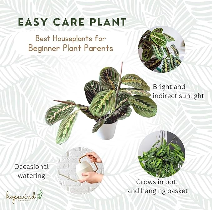 Live Plant, Red Maranta Prayer Plant, Pet Friendly, Air Purifying Plant, Easy Care, Easy to Grow Live Indoor Plant, Houseplant, Rare Indoor Plant, Home Décor 4.7 inch Pot (Slate)