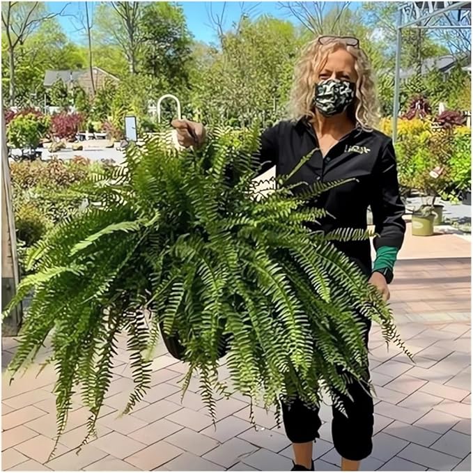 UV Resistant Lifelike Artificial Boston Fern - 2024 New Faux Boston Ferns Outdoor Planter Large, Realistic Fake Feen Hanging Silk Fern Stems Indoor Basket Plant Urn Fillers Front Porch (6, Green)