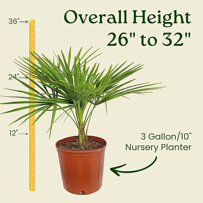Windmill Palm Tree - Live Plant - Overall Height 26" to 32"' - Tropical Plants of Florida (Plant Only)
