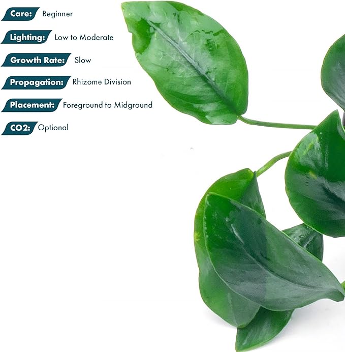 SubstrateSource Anubias Live Aquarium Plants - Potted Freshwater Plant for Fish Tanks, Terrariums - Beginner Friendly Low Light (Nana, 3 Pots)
