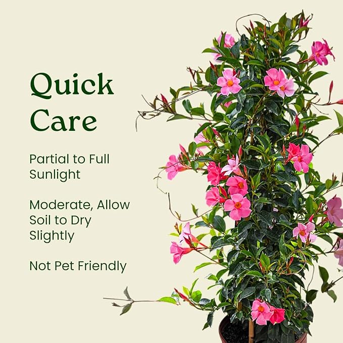 Dipladenia Plant Trellis - Live Tropical Flower Plant - Pretty Pink - Overall Height 36" - Tropical Plants of Florida