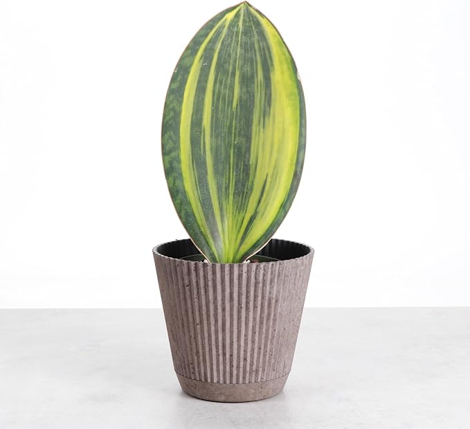 Thorsen's Greenhouse Live Variegated Whale Fin Snake Plant, Low Light, Collector Houseplant, 4-inch Diameter Mature Plant (Coffee)