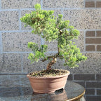 Brussel's Bonsai Live Green Mound Juniper Bonsai Tree - Large, 7 Year, 12 to 16 Inches - Outdoor Bonsai Tree Live with Bonsai Pot