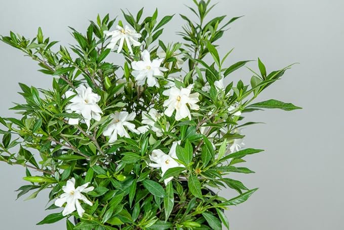 Perfect Plants Frostproof Gardenia Live Plant, 1 Gallon Pot