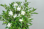 Perfect Plants Frostproof Gardenia Live Plant, 3 Gallon Pot