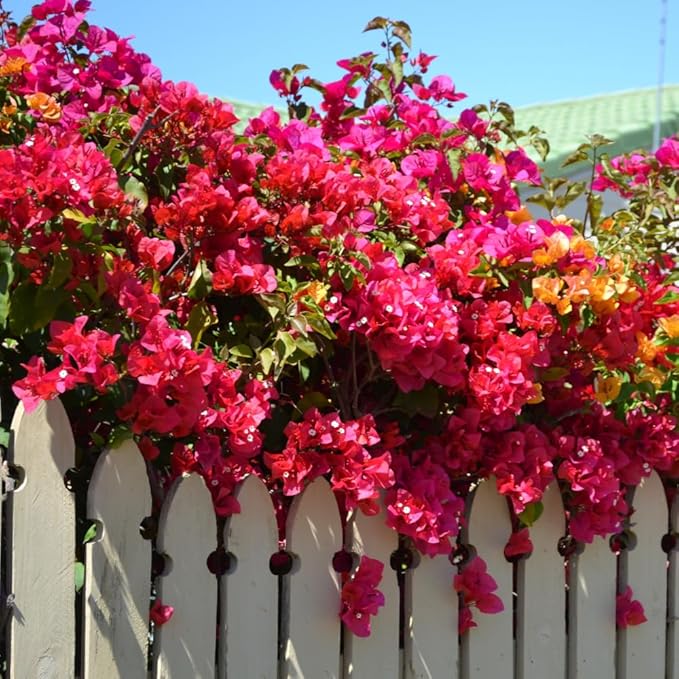 2 Bougainvillea Live Plants, Tropical Bougainvillea Flowering Vine, Fast Growing Outdoor and Container Plant, 4-8'' Tall (Vibrant Pink)