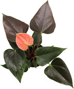 Rainbow Anthurium - 4" from California Tropicals