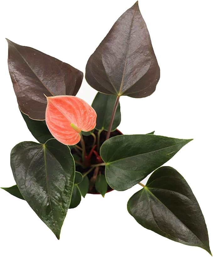 Rainbow Anthurium - 4" from California Tropicals