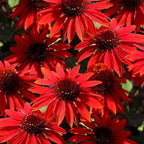800 Mixed Coneflower Seeds - Echinacea Flower Perennial Chrysanthemum Bloom Flowers Rare Plant Flower Seed Coneflower Seeds