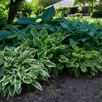 50pcs Mixed Hosta Seeds for Planting Outdoors Rare Perennial Flower Shade Hosta Plant Moderate Drought Tolera