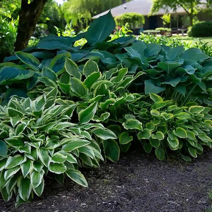 50pcs Mixed Hosta Seeds for Planting Outdoors Rare Perennial Flower Shade Hosta Plant Moderate Drought Tolera