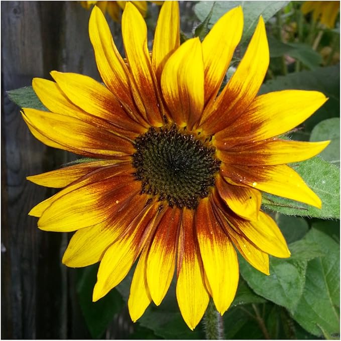 Seed Needs Firecracker Sunflower Seeds for Planting Sunflowers - Hybrid Flower Seed to Plant an Outdoor Home Grown Butterfly Garden (1 Pack)