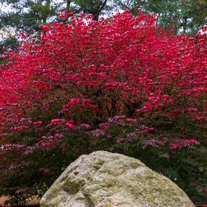 Red Burning Bush Shrub Live Plant, 2.5 Inches Pot, Dwarf Burning Bush Live Plant