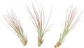 Fuchsia Colorful Tillandsia Air Plants - Long Lasting Color Enhanced Live Tillandsia Succulent House Plants - Home and Garden Decor - Easy Care Indoor/Outdoor Plants (Juncea, Pack of 3)