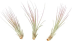 Fuchsia Colorful Tillandsia Air Plants - Long Lasting Color Enhanced Live Tillandsia Succulent House Plants - Home and Garden Decor - Easy Care Indoor/Outdoor Plants (Juncea, Single)