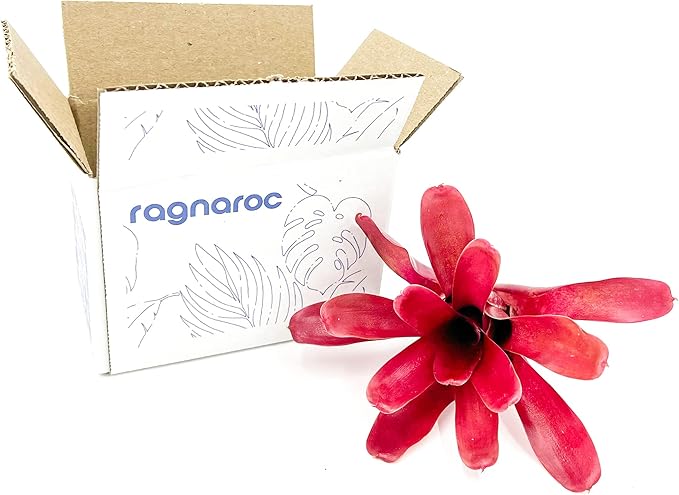 ragnaroc Live Plants - Bromeliad Neoregelia 'Fireball', Large 5-7" - 1ct - Live Arrival Guaranteed - House Plants for Home Decor & Gift