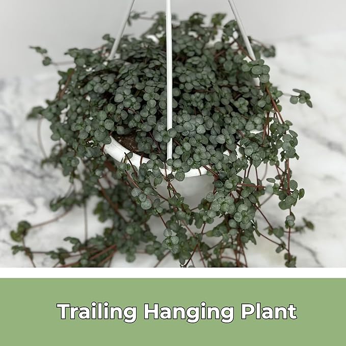 Pilea Glauca Live Plant with Hanging Basket - 4.5Inch Pilea Plant - Aquamarine Trailing Hanging Plants Live - Fully Rooted Houseplant for Home Office Decorations & Birthday Gift(Heat Pack Included)