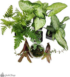 Josh's Frogs Dart Frog Vivarium Bioactive Plant Kits (10 Gallon)