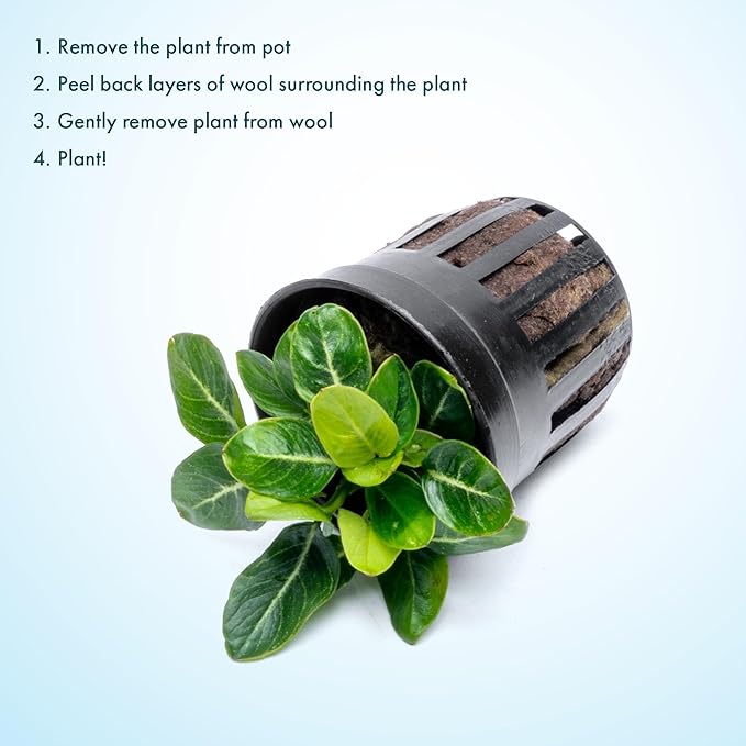 SubstrateSource Anubias Live Aquarium Plants - Potted Freshwater Plant for Fish Tanks, Terrariums - Beginner Friendly Low Light (Giant Stardust, 1 Pot)