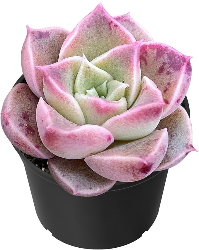 Sprout N Green Echeveria Conch, Live Succulent Plant Fully Rooted 2" Pot with Soil, Home Office Indoor Outdoor Wedding Decoration DIY Projects Party Favor, Easy to Care, Pet Friendly