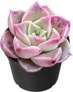 Sprout N Green Echeveria Conch, Live Succulent Plant Fully Rooted 2" Pot with Soil, Home Office Indoor Outdoor Wedding Decoration DIY Projects Party Favor, Easy to Care, Pet Friendly
